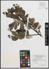 Foto von Salix phylicifolia L.
